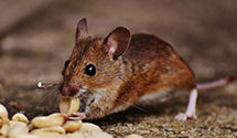 Find Exterminators in Isle Of Wight County